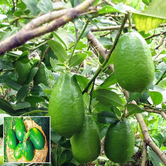 Nimbu Gandharaj Aroma king Lemon Nimbu Layering/Grafted Fruit Plant (1-2 Feet Height)
