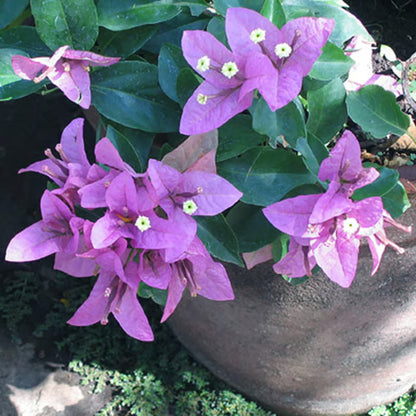 Purple Colour Bougainvillea Kagoj Ful Shrubs Flower Plant (1-2 Feet Height)