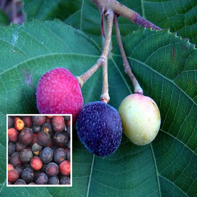Phalsa Falsa Berry Layering/Grafted Fruit Plant