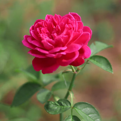 Pink Colour Button Miniature Rose Fragrant Flower Plant