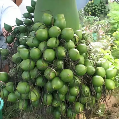 VTLAH -2 Vittal Hybrid-2 Arecanut Betel Nut Supari Hybrid Dwarf Fruit Plant (1.5-3 Feet Height)