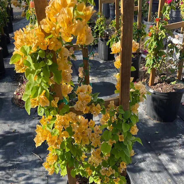 Yellow Colour Bougainvillea Kagoj Ful Shrubs Flower Plant (1-2 Feet Height)