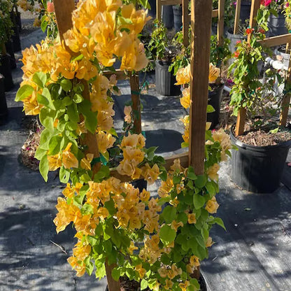 Yellow Colour Bougainvillea Kagoj Ful Shrubs Flower Plant (1-2 Feet Height)