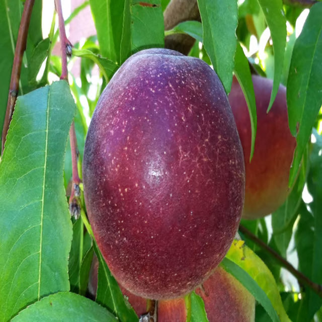 Milk Fruits Fruit Plant