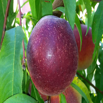 Milk Fruits Fruit Plant