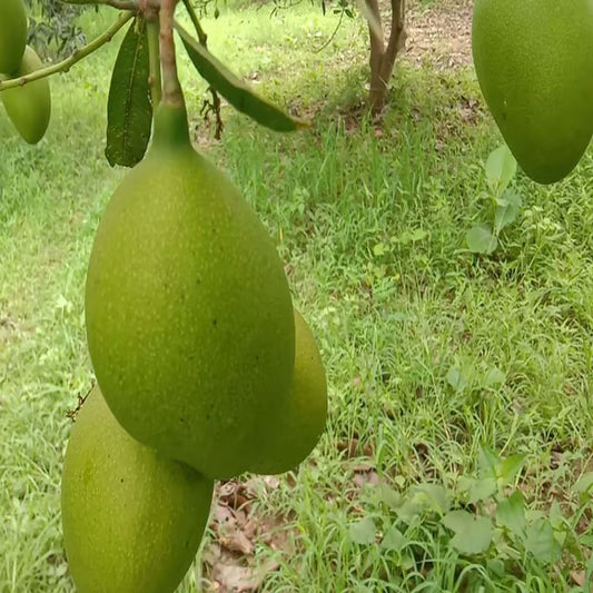 Suvarnarekha Mango Aam Grafted Fruit Plant (1.5-3 Feet Height)