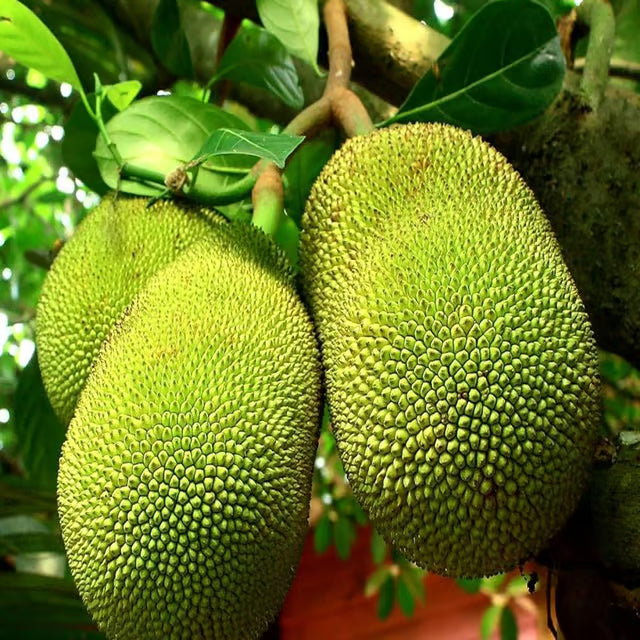 Red Sindoor Siddu Jackfruit Panasa Varikka Katahal Chakka Grafted Fruit Plant