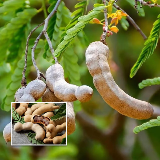 Thai Sweet Tamarind Imli Grafted Fruit Plant
