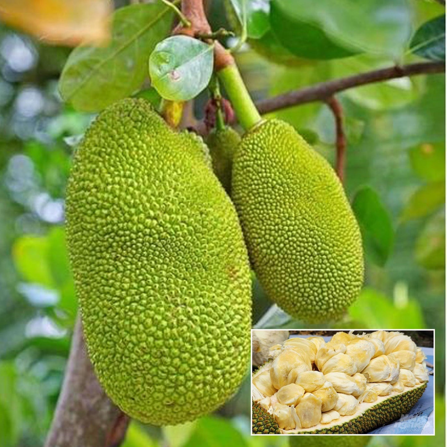 Giant Big Size Jackfruit Panasa Varikka Katahal Chakka Grafted Fruit Plant (1.5-3 Feet Height)