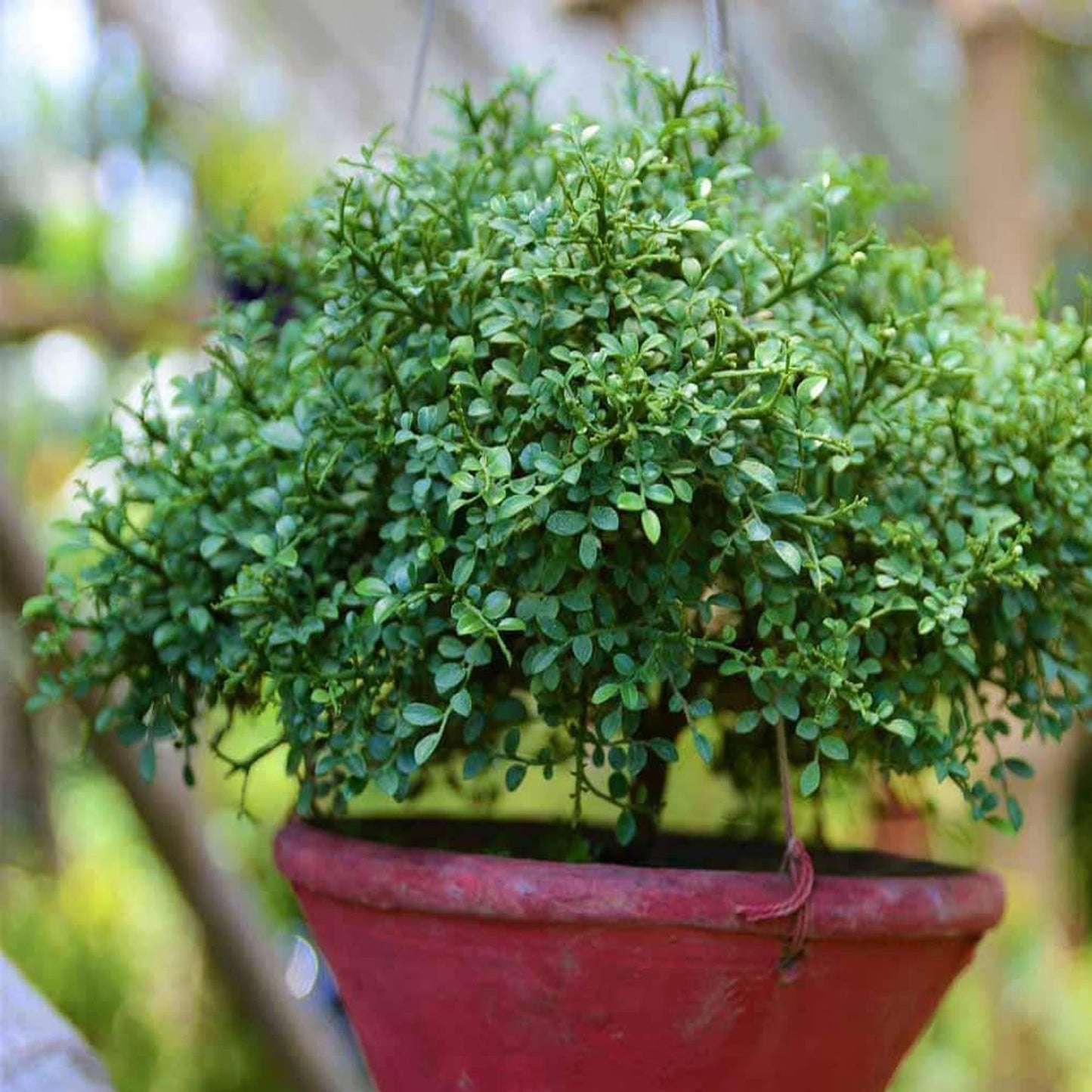 Table Kamini Satin Wood Kunti Shrubs Flower Plant (1-2 Feet Height)