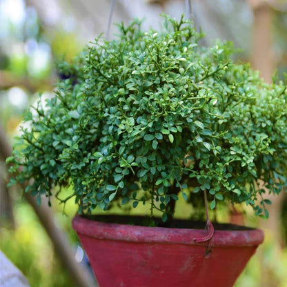 Table Kamini Satin Wood Kunti Shrubs Flower Plant (1-2 Feet Height)