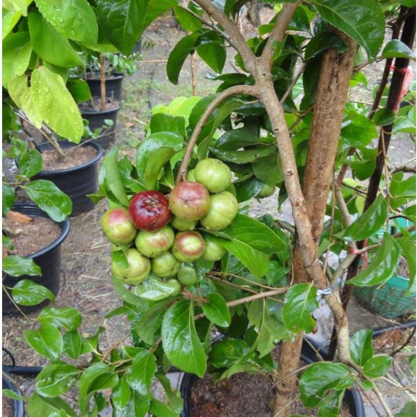 Manila Tennis Ball Cherry Cherries Grafted Plant