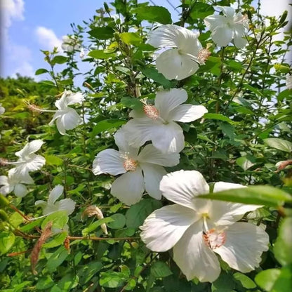 White Colour Hibiscus Joba Gudhal Flower Plant (1-2 Feet Height)