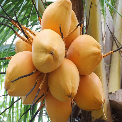 Malaysian Orange Coconut Nariyal Hybrid Dwarf Fruit Plant