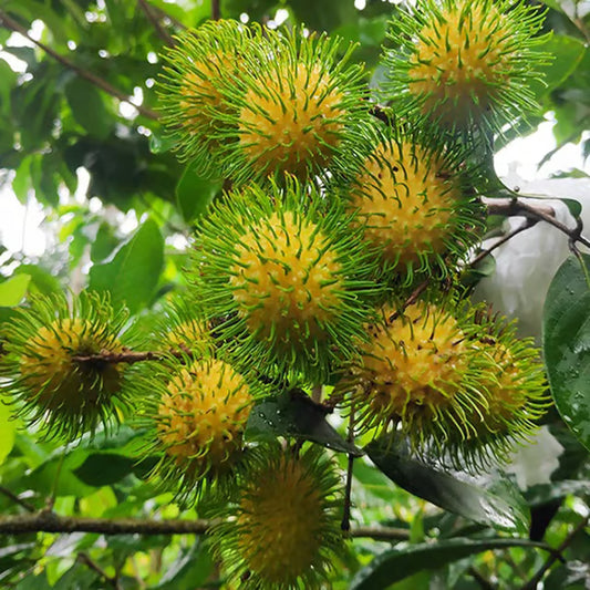 E35 Rambutan Grafted Fruit Plant (2-3 Feet Height)