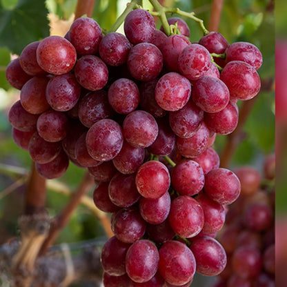 Red Flame Seedless Grapes Angoor Layering/Grafted Fruit Plant