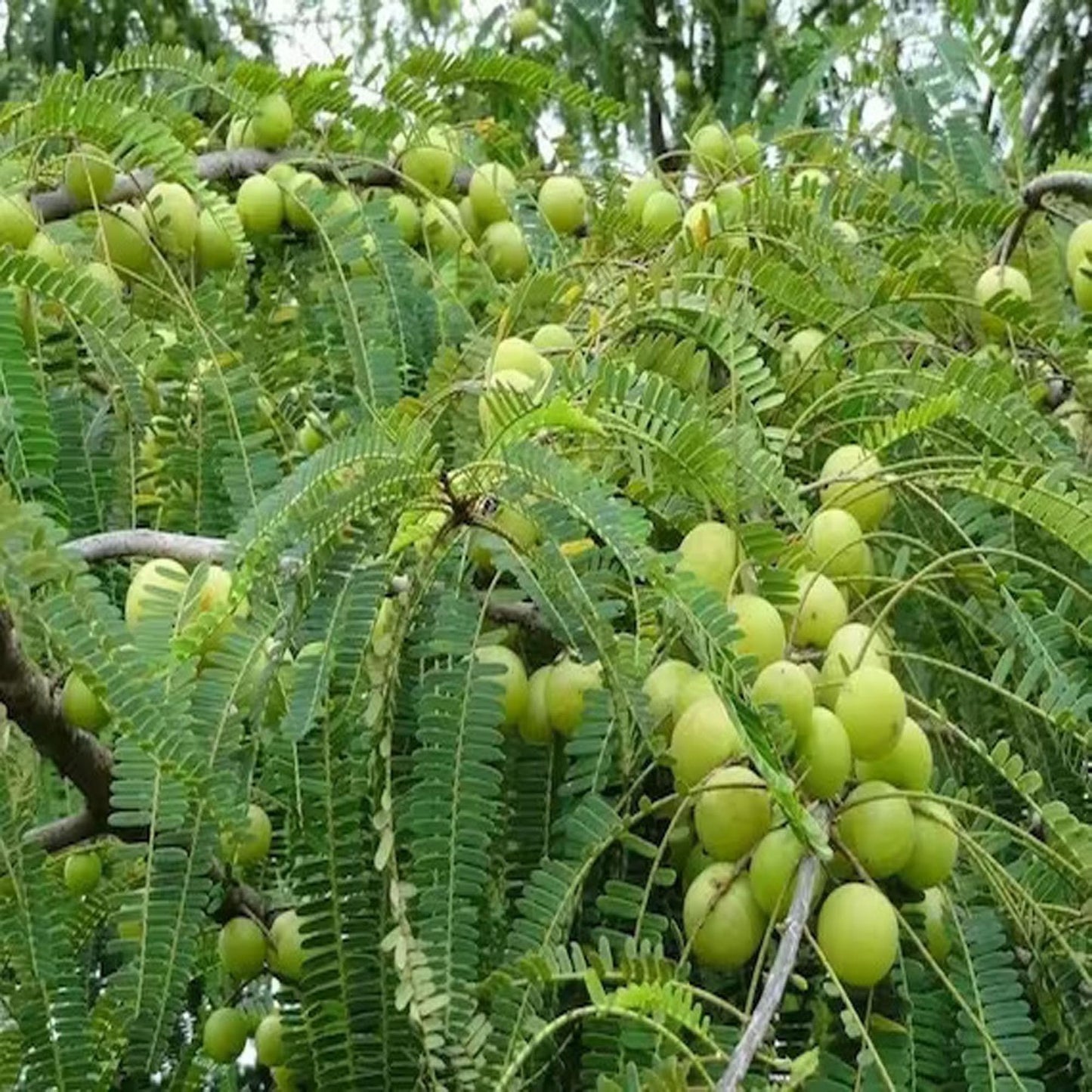 Green Amla Gooseberries Amloki Grafted Fruit Plant