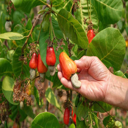 Jhargram 1 Kaju Cashew Nut Anacardium Fruit Plant