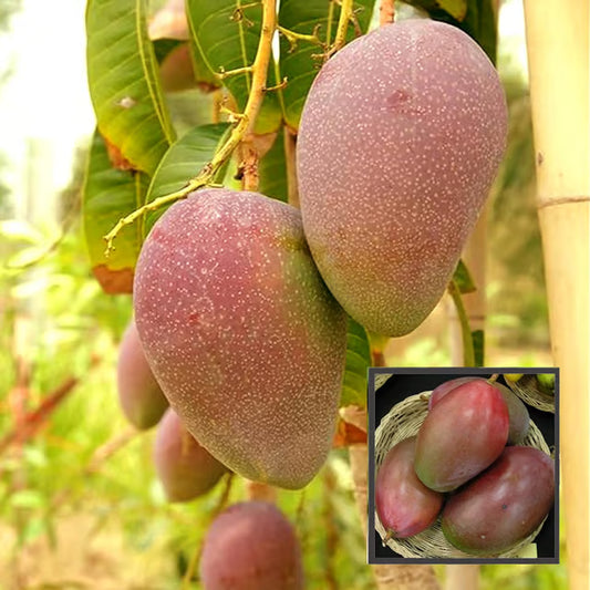 Osteen Mango Aam Grafted Fruit Plant (1.5-3 Feet Height)