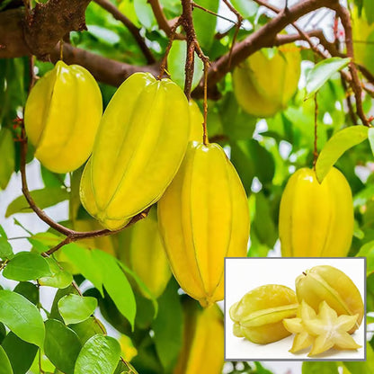 Thai Sweet Star Fruit Carambola Kamranga Amrak Grafted Plant