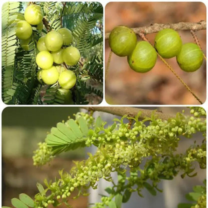 Green Amla Gooseberries Amloki Grafted Fruit Plant