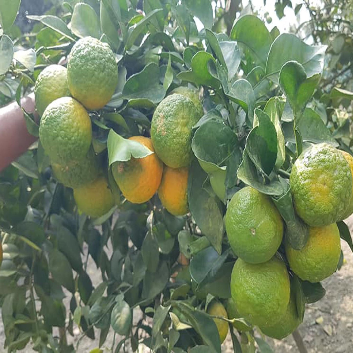 Nagpur Mandarin All Time Orange Santra Grafted Fruit Plant