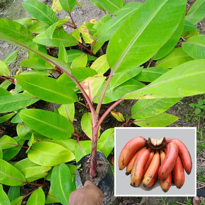 Red Banana Tissue Cultured Fruit Plant