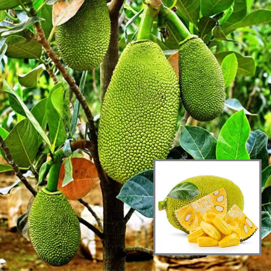 Thai All Season Jackfruit Panasa Varikka Katahal Chakka Grafted Fruit Plant (1.5-3 Feet Height)