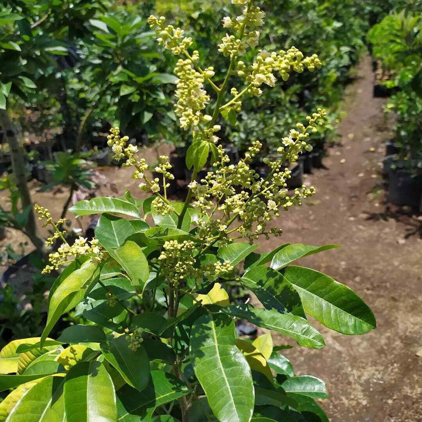 Kohala Hawaii Dragon Eye Longan Grafted Fruit Plant