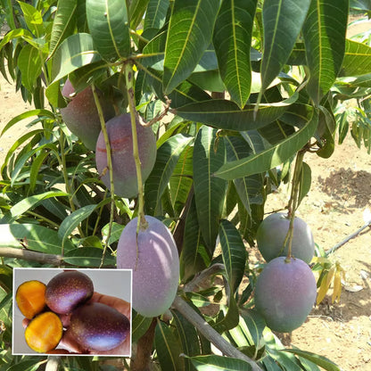 Pusa Arunika Mango Aam Grafted Fruit Plant