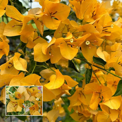 Yellow Colour Bougainvillea Kagoj Ful Shrubs Flower Plant (1-2 Feet Height)