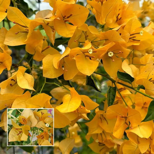 Yellow Colour Bougainvillea Kagoj Ful Shrubs Flower Plant (1-2 Feet Height)