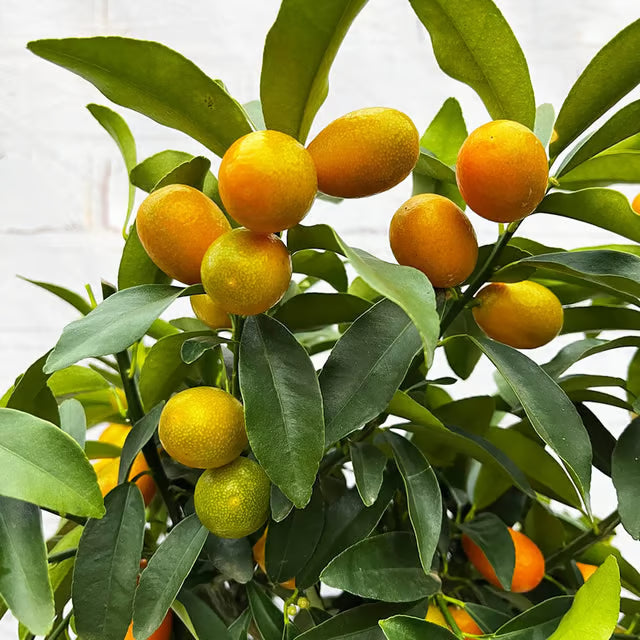 Sweet Thai Kumquat Lemon Nimbu Grafted Fruit Plant (1-2 Feet Height)