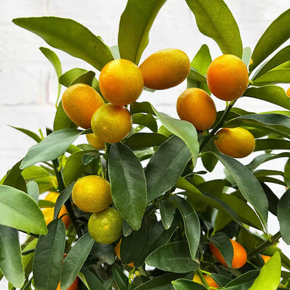Sweet Thai Kumquat Lemon Nimbu Grafted Fruit Plant (1-2 Feet Height)