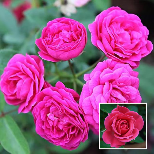 Pink Colour Button Miniature Rose Fragrant Flower Plant