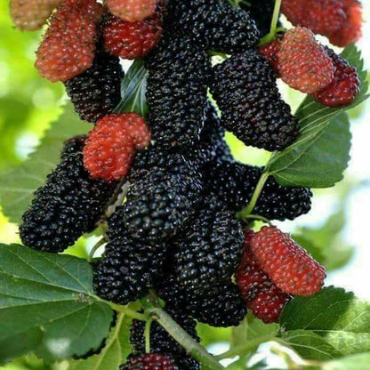 Mulberry Shahtoot All Time Layering/Grafted Fruit Plant