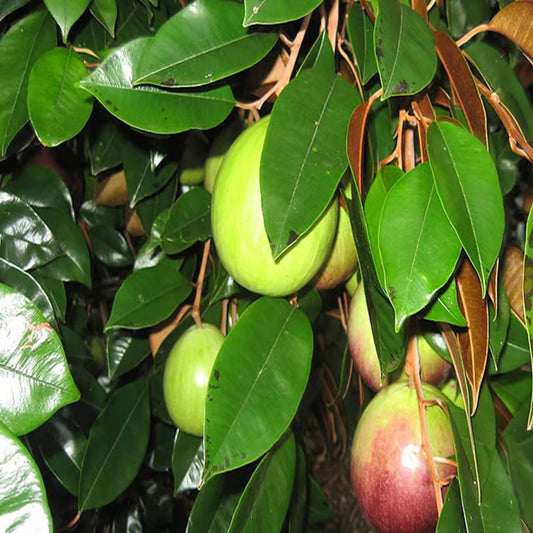 Milk Fruits Fruit Plant (1.5-3 Feet Height)
