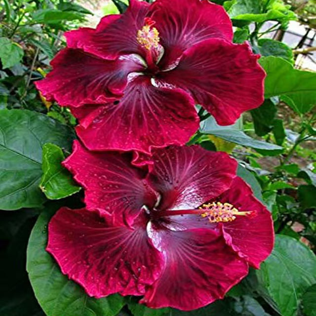 Red Colour Hybrid Hibiscus Joba Gudhal Flower Plant (1-2 Feet Height)
