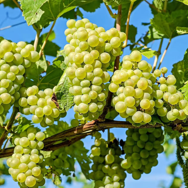 Green Grapes Angoor Layering/Grafted Fruit Plant