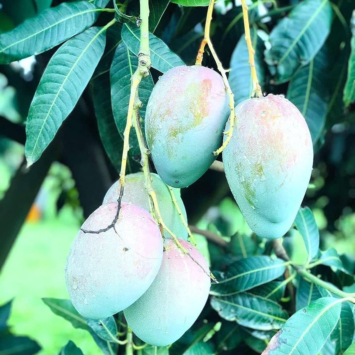 Nelam Mango Aam Grafted Fruit Plant