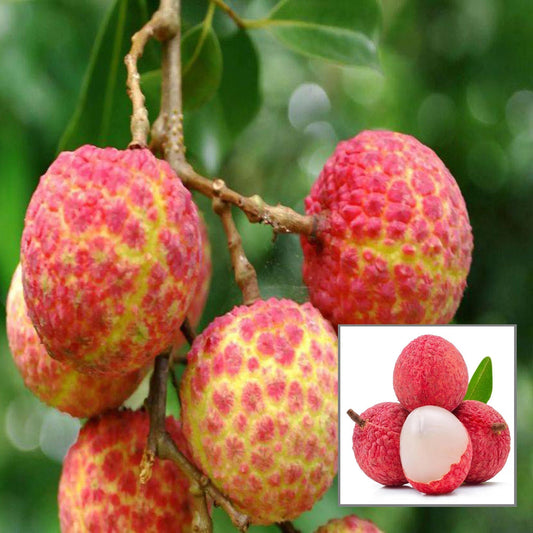 Chinensis Litchi Lychee Layering/Grafted Fruit Plant (1.5-2 Feet Height)