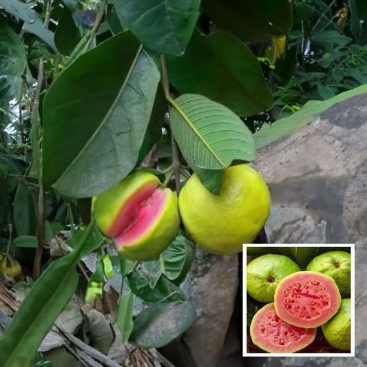 Pink Lalit Lalitha Guava Amrood Layering/Grafted Fruit Plant (1.5-3 Feet Height)
