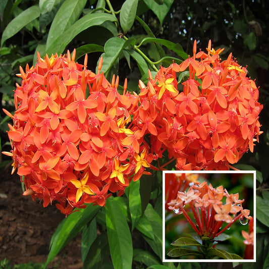 Orange Colour Ixora Rukmini Rangan Flower Shrubs Plant (1.5-3 Feet Height)