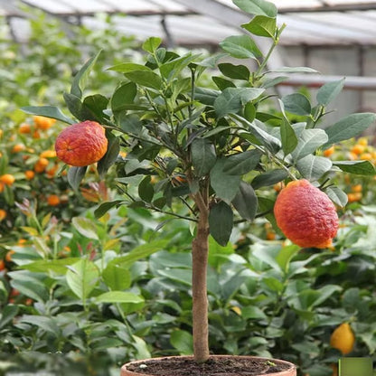 Nimbu Red Lemon Lemon Nimbu Grafted Fruit Plant (1-2 Feet Height)