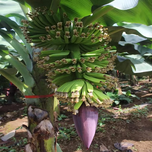 Singapuri Banana Tissue Caltured Fruit Fruit Plant (1.5-2 Feet Height)