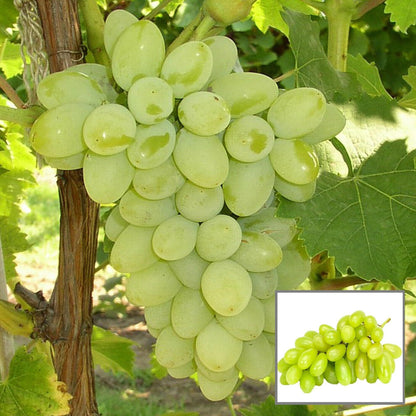 Green Super Sonaka Seedless Grapes Angoor Layering/Grafted Fruit Plant