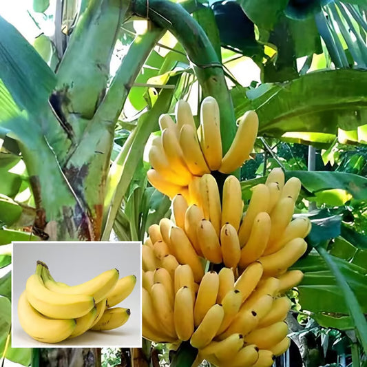 Singapuri Banana Tissue Caltured Fruit Fruit Plant (1.5-2 Feet Height)