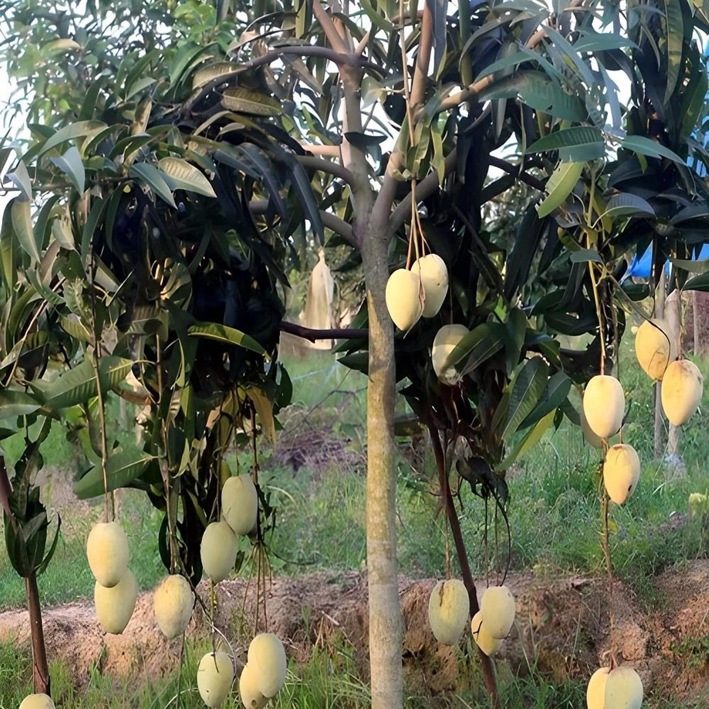 Gourmoti Mango Aam Grafted Fruit Plant