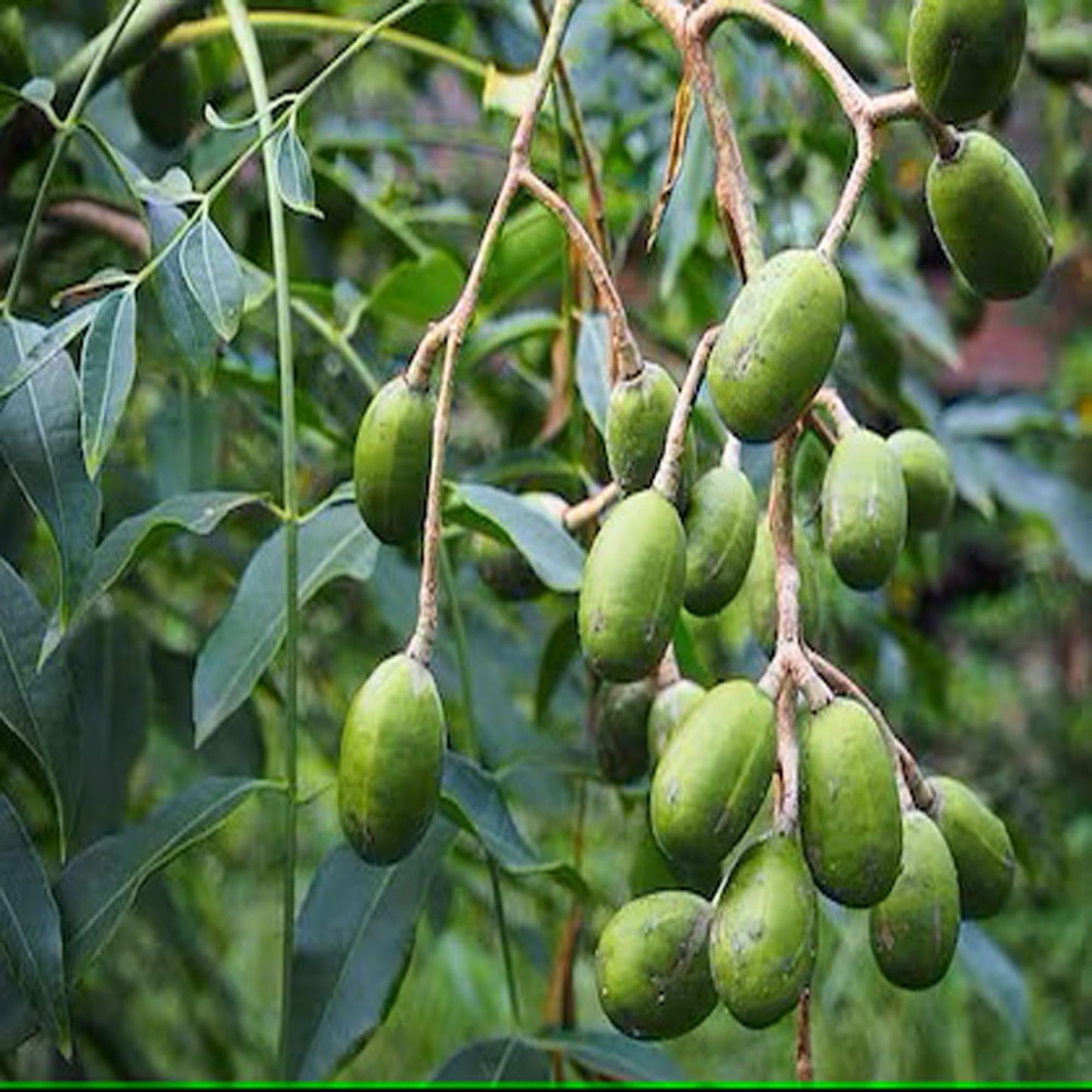 Hog Plum Bilati Amra Spondias Mombin All Time Grafted Fruit Plant