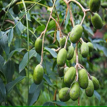 Hog Plum Bilati Amra Spondias Mombin All Time Grafted Fruit Plant